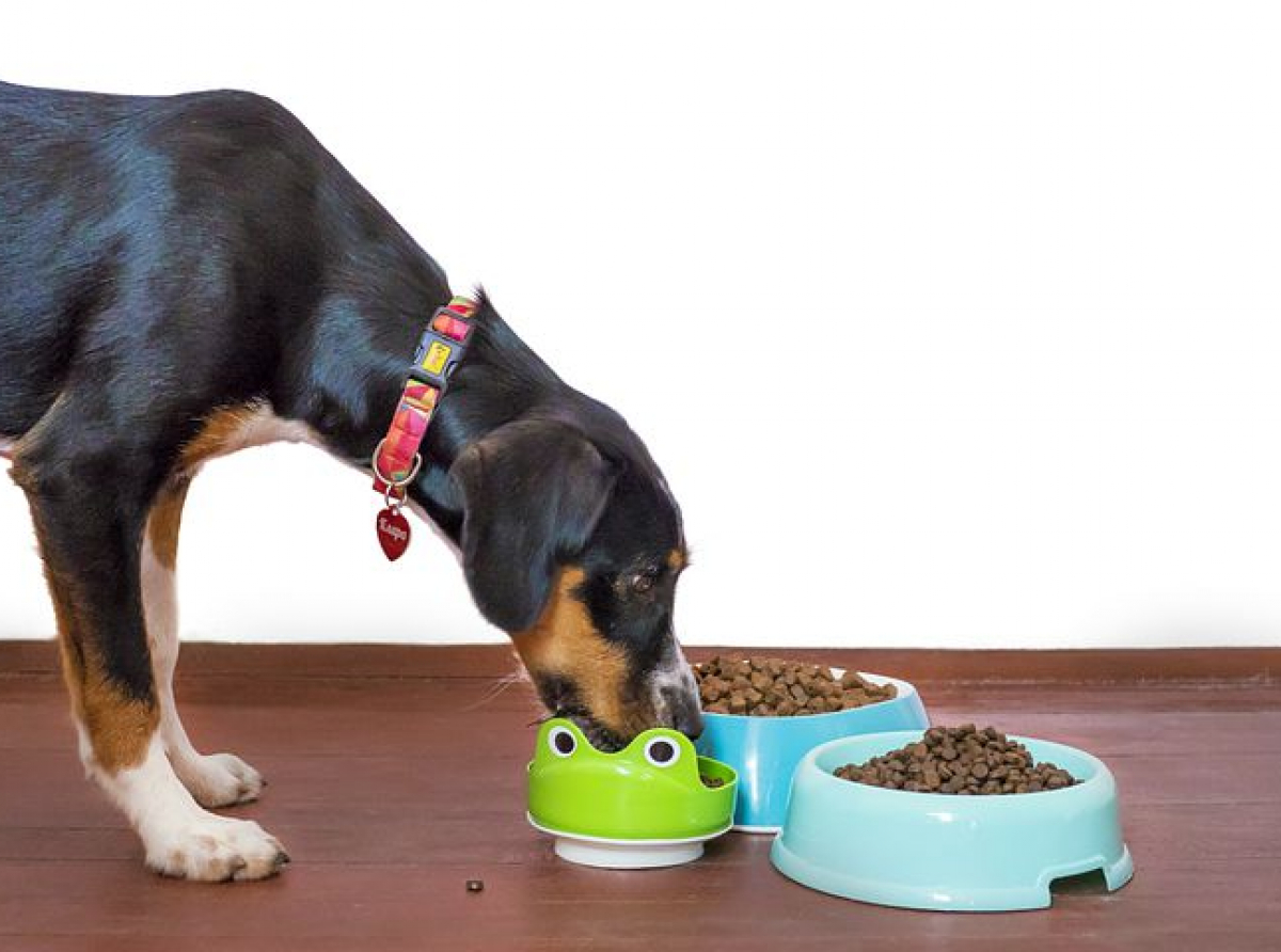 Alimento grain free: è la scelta migliore per il nostro cane e gatto? E' un mangime essenzialmente senza cereali