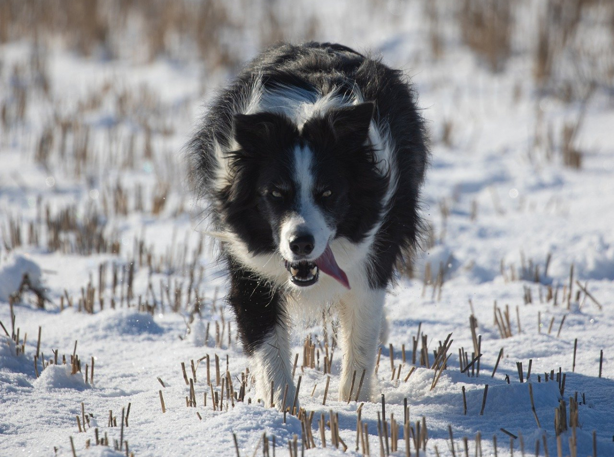 Come proteggere le zampe del cane da neve e ghiaccio.  Anche il sale antigelo può causare non pochi problemi