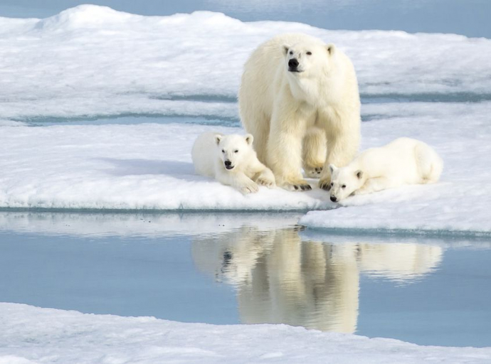 In viaggio nel regno dell'orso polare: le isole Svalbard.  Dove ci sono più animali che esseri umani