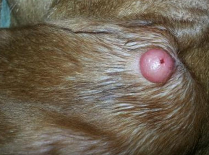 L’Istiocitoma, un piccolo tumore cutaneo tipico del cane giovane che scompare spontaneamente