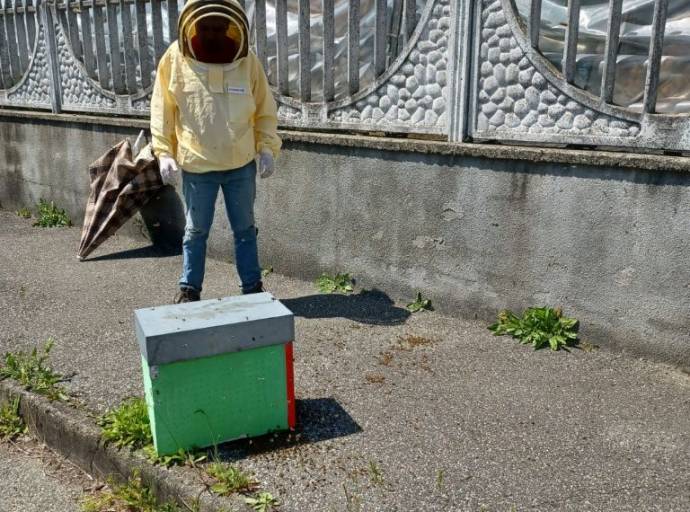Dopo Volpiano, rimossi due sciami di api anche a San Benigno, con l'ausilio di un apicoltore