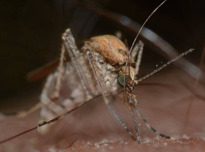 Morsi e punture di insetti, così comuni in questo periodo dell'anno. Fattori di rischio, prevenzione e cura