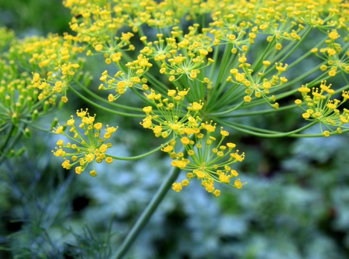 L'aneto: un toccasana per l'organismo, un'aroma in cucina. L'erba aromatica tutta da scoprire