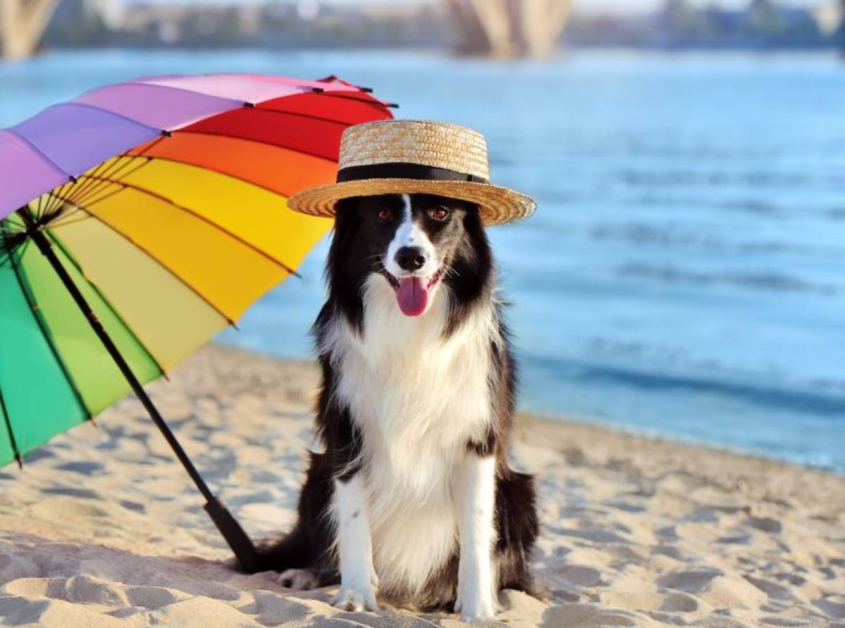 Al mare con il cane: come tenerlo al sicuro in spiaggia. I consigli per farlo star bene