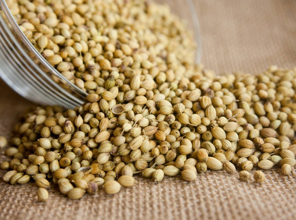 Coriandolo: un inedito tocco di gusto in cucina e un potente antibiotico naturale per l'organismo
