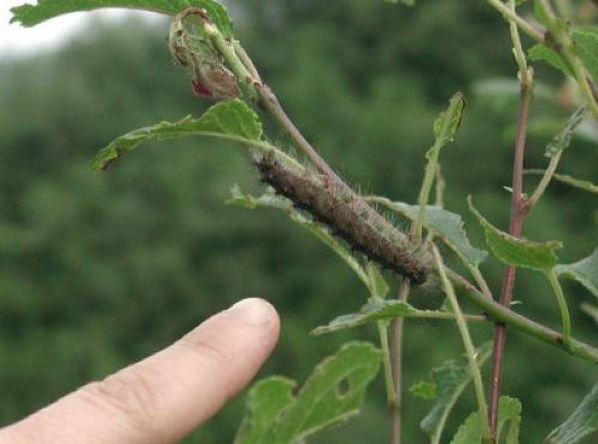 Processionaria: pericolo in agguato in primavera. Non solo per il cane, ma anche per l'uomo