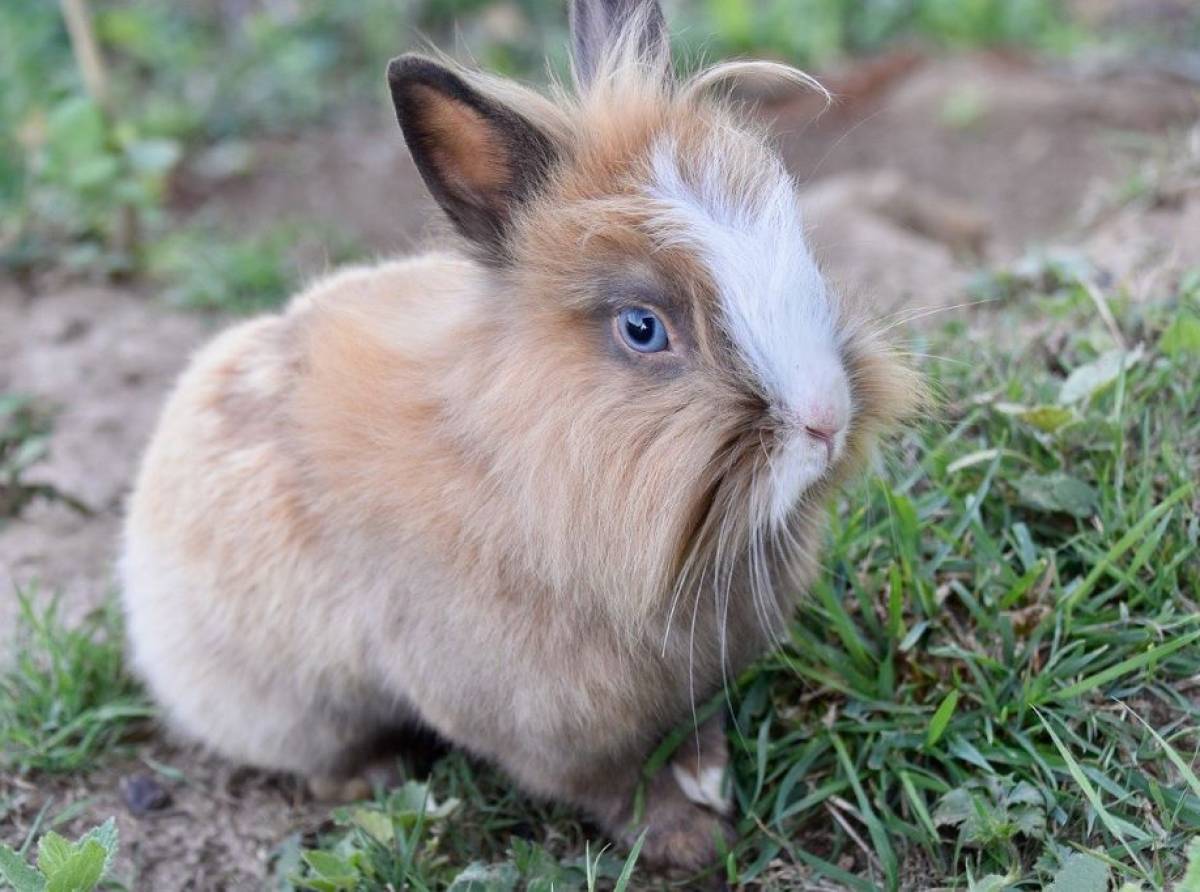 Come mantenere in salute il coniglietto di casa. Scelto sempre più come animale da compagnia                        