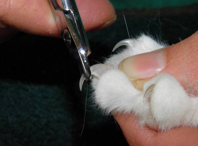 Le unghie incarnite nel gatto, come prevenirle. Il problema affligge soprattutto i felini anziani