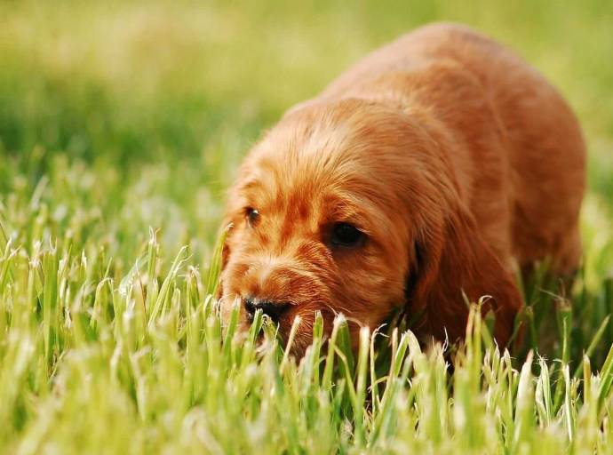Il cane mangia l'erba e vomita? Scopriamo perchè e quando è necessario preoccuparsi