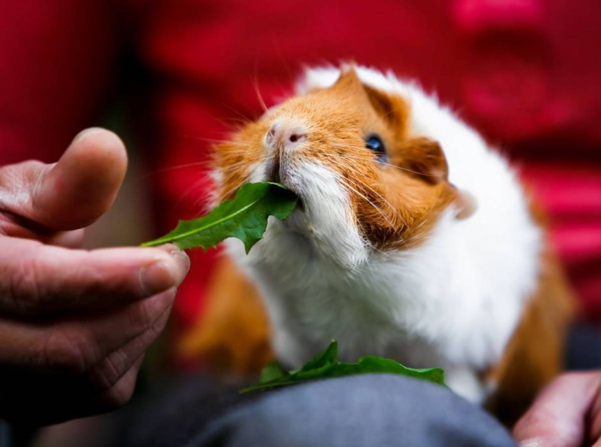 Cavie: simpatici roditori domestici. Attenzione ai cibi nocivi e dannosi nella loro dieta