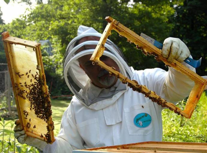 Caldo e siccità fanno registrare un calo produttivo di miele del 30% sul territorio piemontese