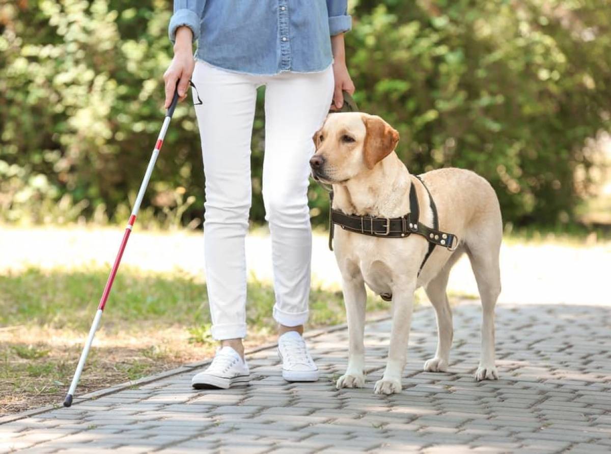 Il cane, un compagno sempre più utile all'uomo nella quotidianità e per le persone anziane e disabili