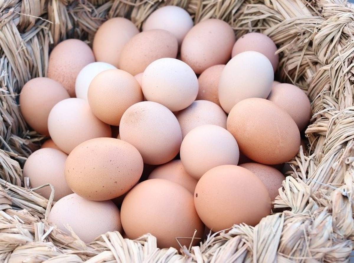 Le uova sono pericolose per cuore ed arterie? Al contrario riducono i rischi di ictus