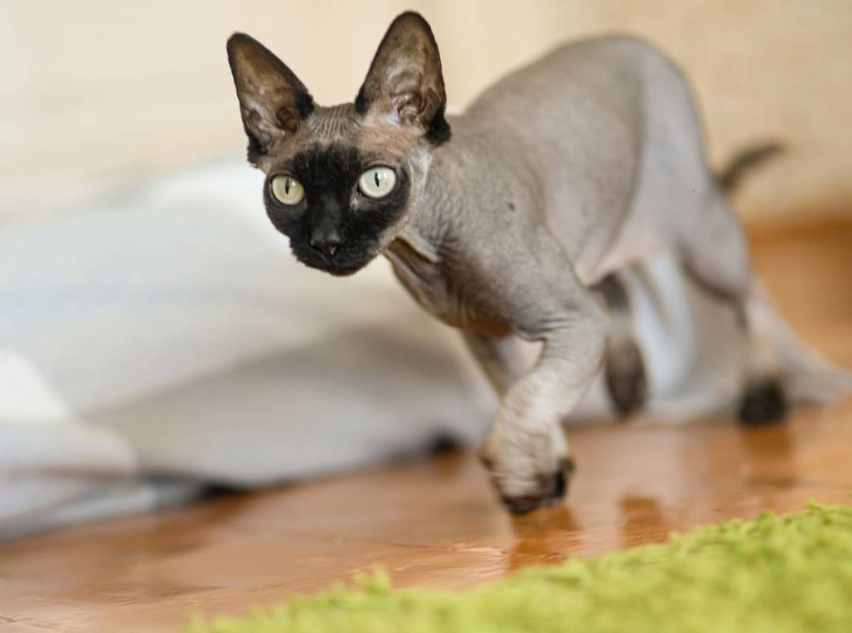 Perchè i gatti hanno veri e propri momenti di "follia e corrono come forsennati per tutta la casa?