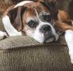 Demenza senile nel cane o sindrome da disfunzione cognitiva. Accade con l'invecchiamento del pet