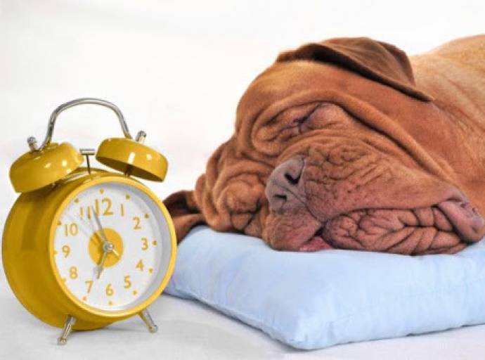 Gli animali patiscono il cambio dell'ora? Cani e gatti possiedono un loro speciale orologio interno