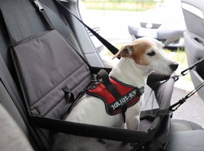 Animali in auto: come trasportare cani e gatti. Regole e consigli per muoversi in sicurezza 