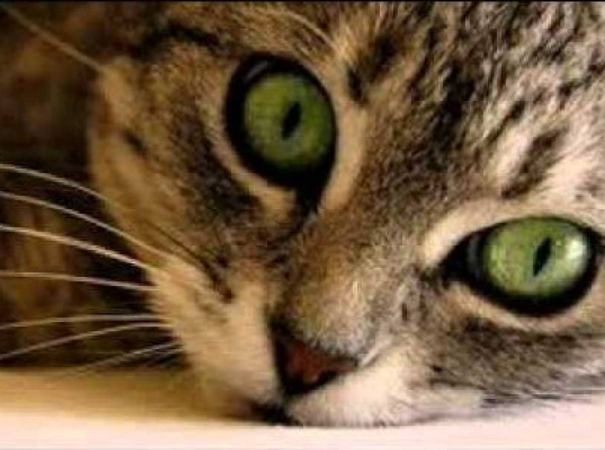 Ipertiroidismo felino: diagnosi e terapia. E' causato da un aumento degli ormoni tiroidei