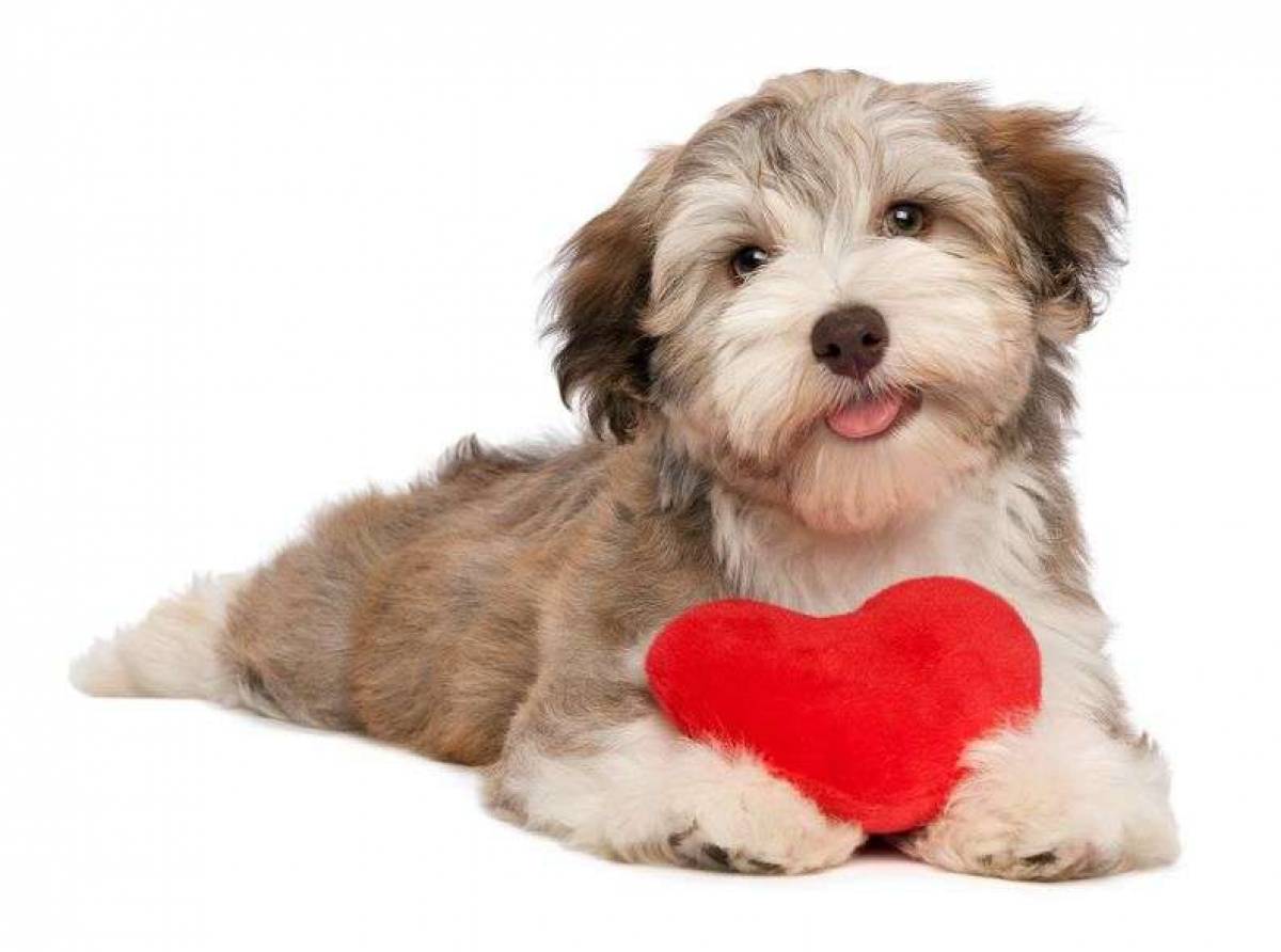 Prendiamoci a cuore, il cuore dei nostri amici pelosi. Soffio al cuore cos'è e come si cura