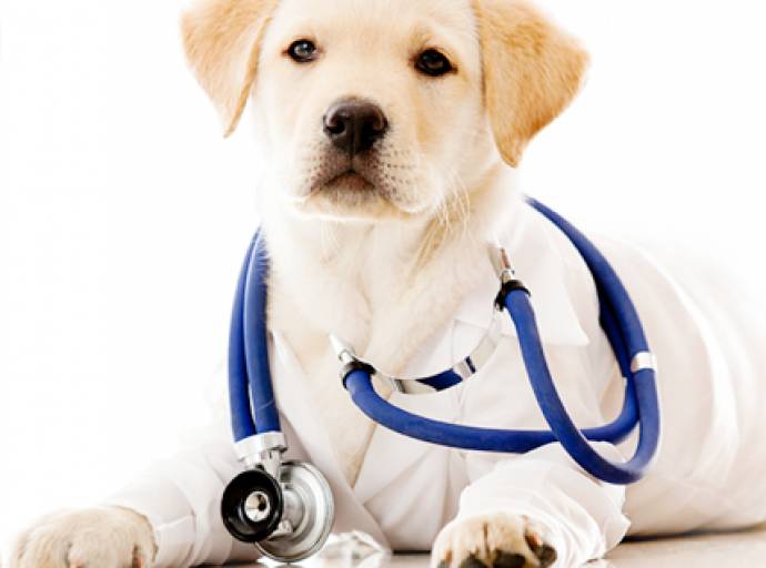 Visita dal veterinario: istruzioni per l'uso. Per evitare ansia e stress all'animale 