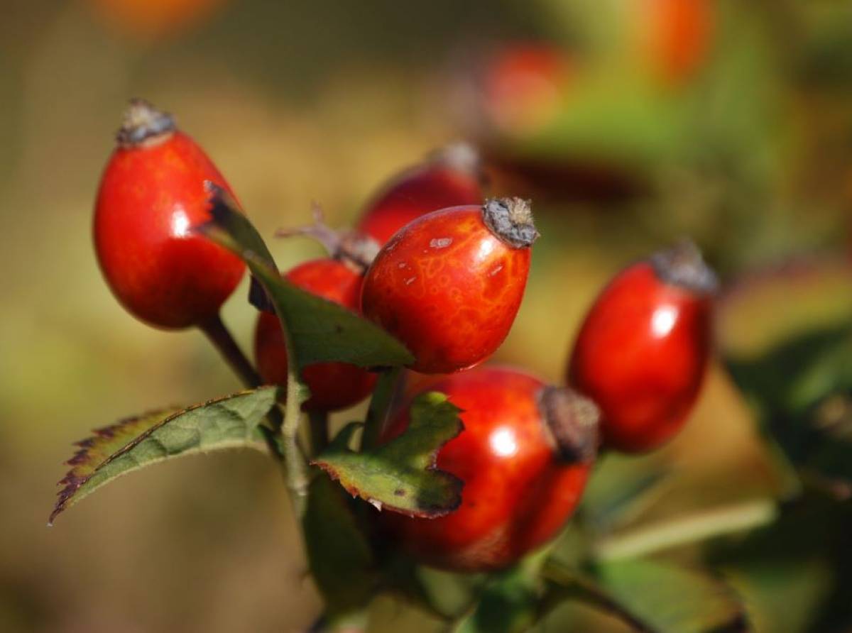 Arbusti da fiore: mansionario autunnale per mantenere in salute le vostre piante