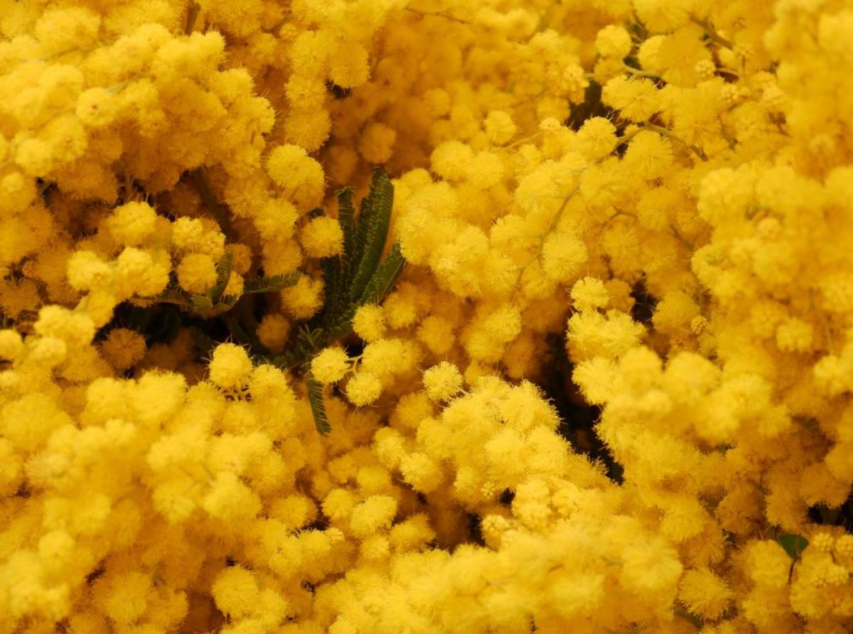 Un fiore fa primavera. Con l'arrivo della stagione della rinascita cominciano a spuntare gelsomino, crocus, primule e mimosa