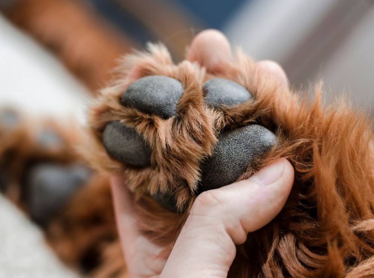 Tutto quello che potreste non sapere sulle zampe del cane e come prendersene cura nelle diverse stagioni