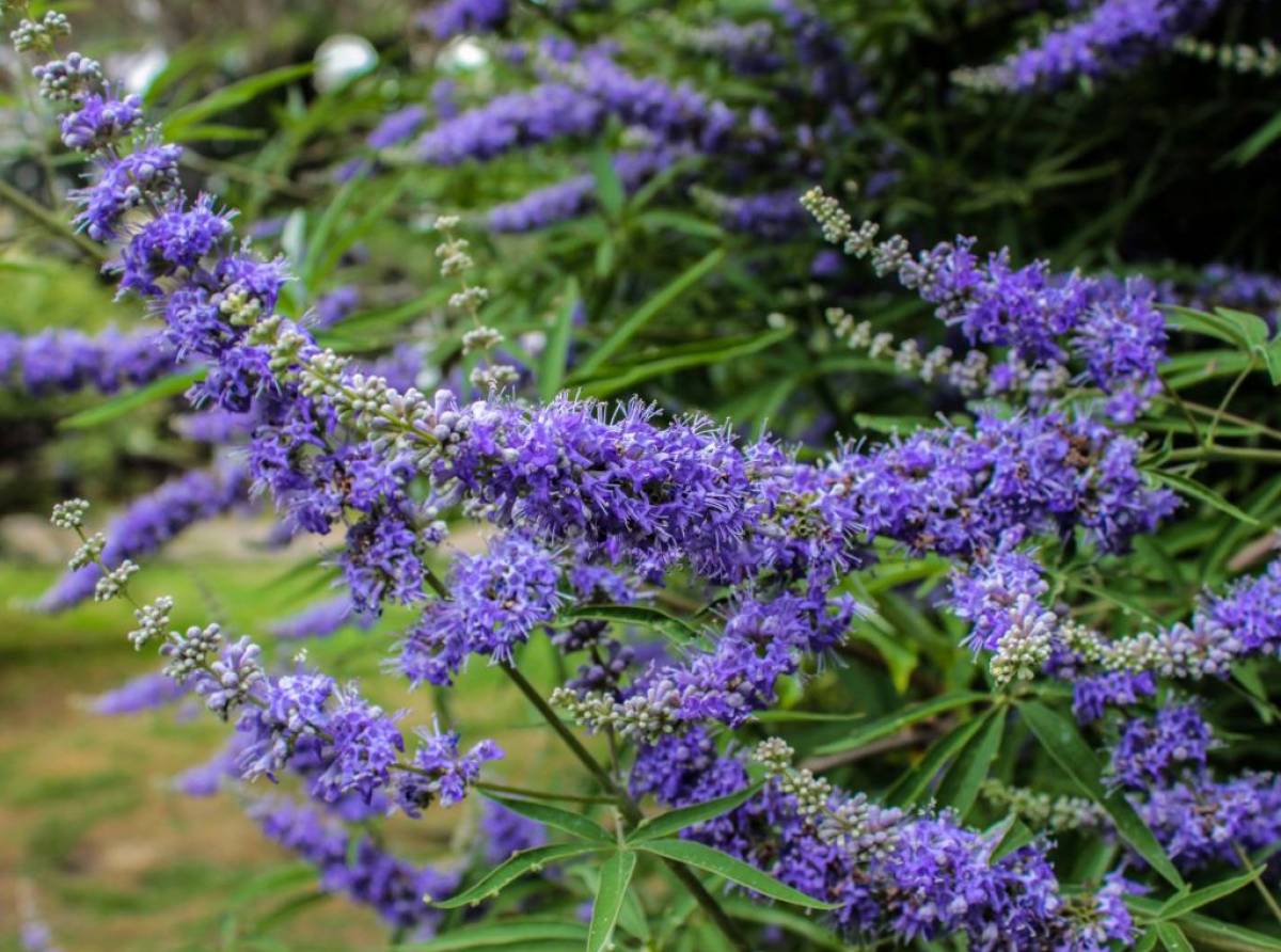 L'agnocasto, la pianta dagli splendidi fiori lilla, rimedio naturale ai problemi femminili