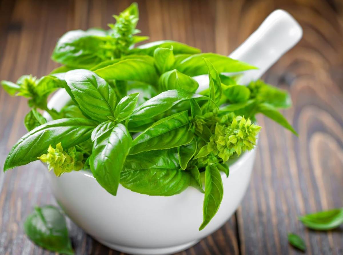 Basilico, l'"erba da re", dall'inconfondibile fragranza, ingrediente fondamentale della cucina mediterranea 