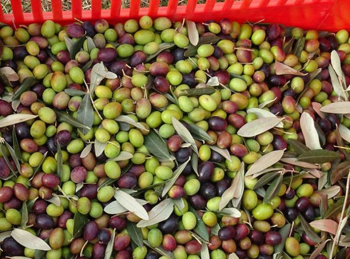Trentatrè ettari, 1.300 quintali di olive prodotte, 19.500 litri di olio extravergine. Sono i numeri dell'olivicoltura torinese