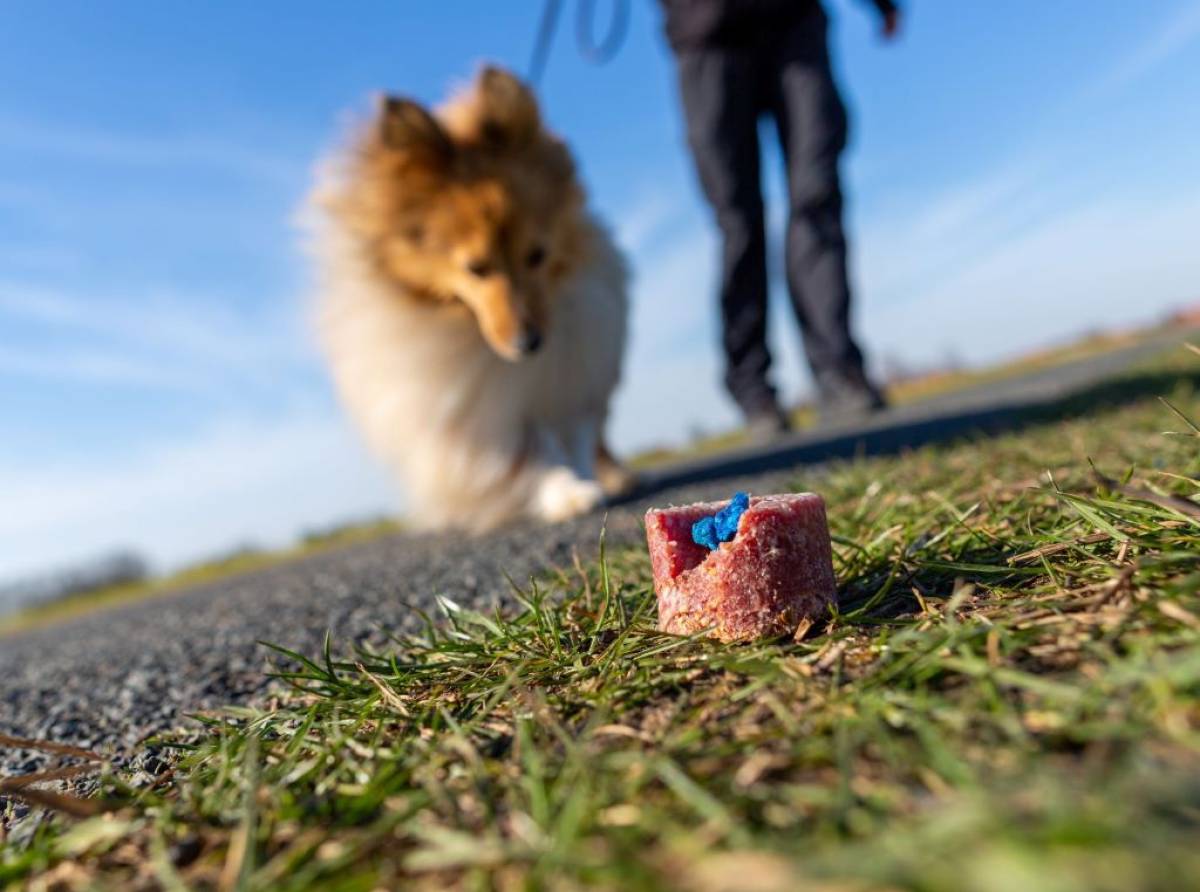 Veleno per topi, pericoloso anche i nostri compagni di vita a quattro zampe. Più resistenti i gatti, più sensibili i cani