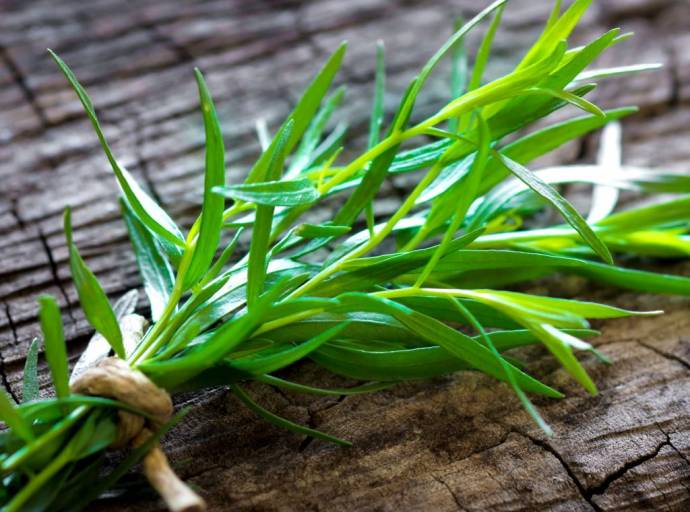 Il dragoncello l’erba aromatica che si usa in cucina per il suo caratteristico sapore, ma che è anche un rimedio naturale