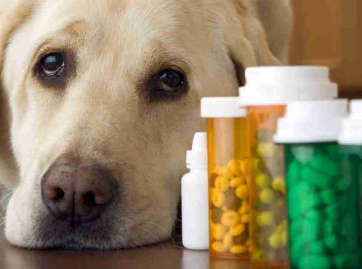 Come somministrare le compresse, prescritte dal veterinario, ai nostri amici pelosi  e farli tornare in salute
