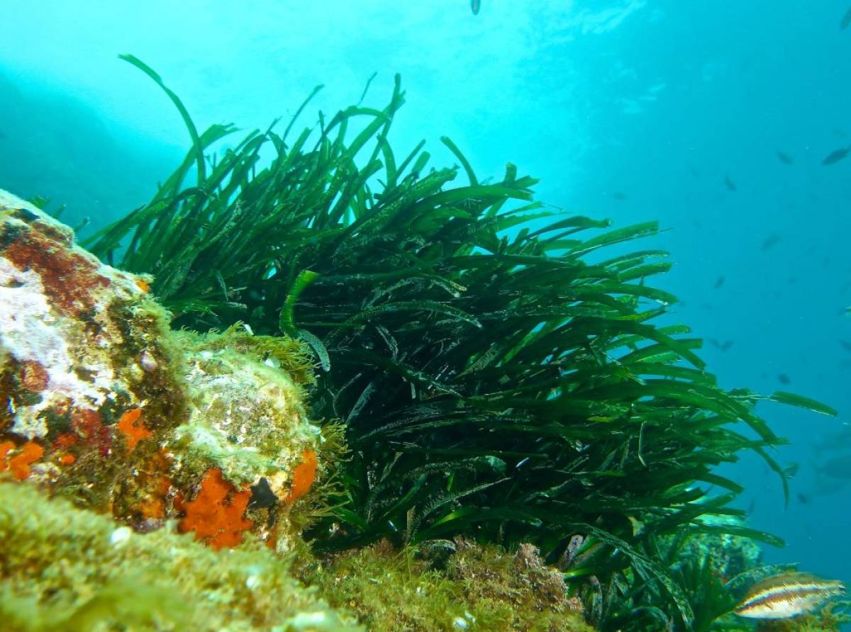 Posidonia oceanica, la straordinaria pianta che protegge e rigenera gli habitat del Mediterraneo
