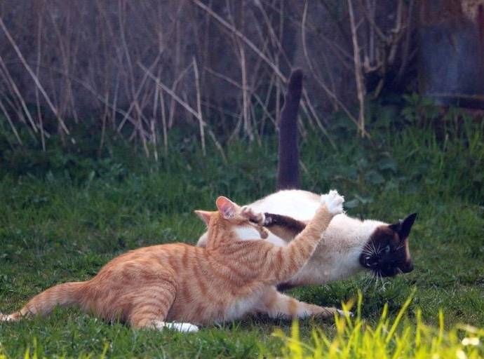 Felv e Fiv: due temibili nemici per i nostri gatti. La leucemia felina virale è una malattia infettiva