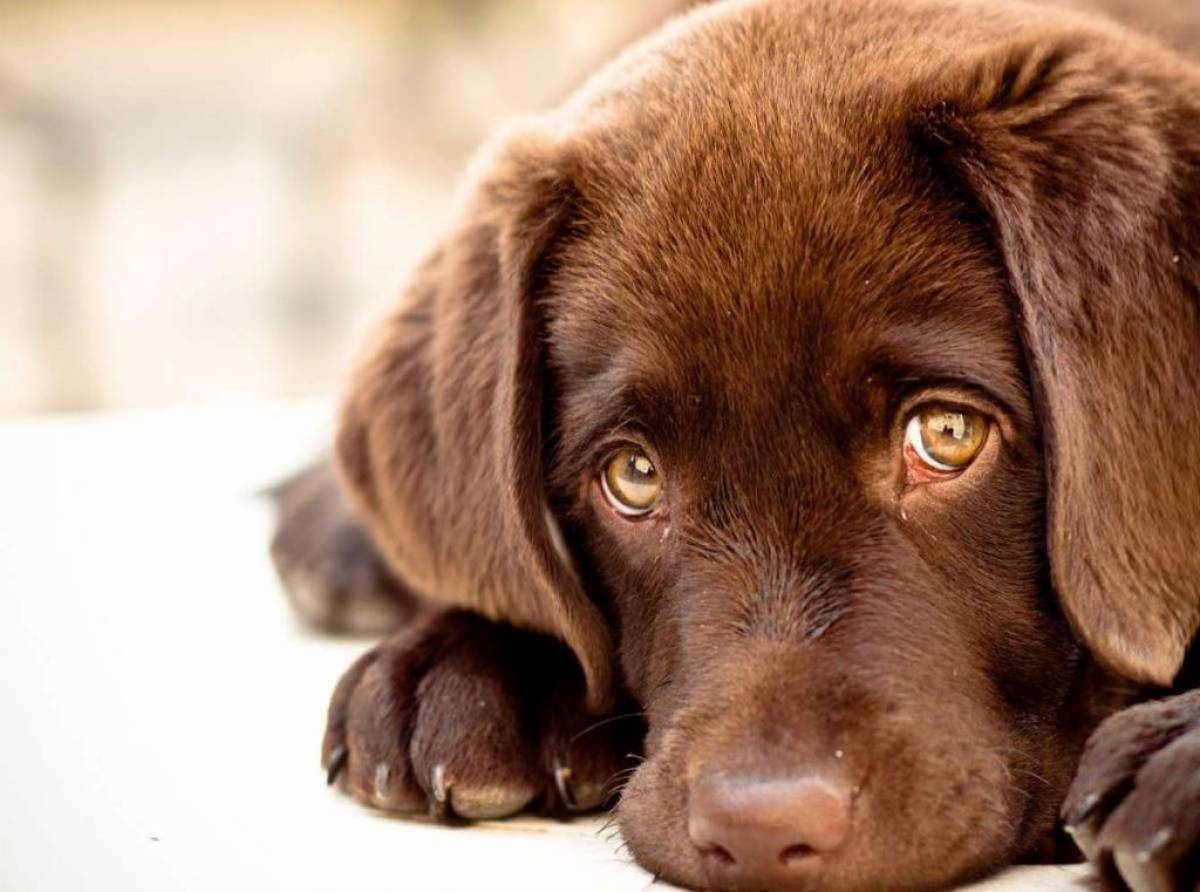 Dilatazione e torsione gastrica nel cane. Può essere mortale se non viene risolta tempestivamente