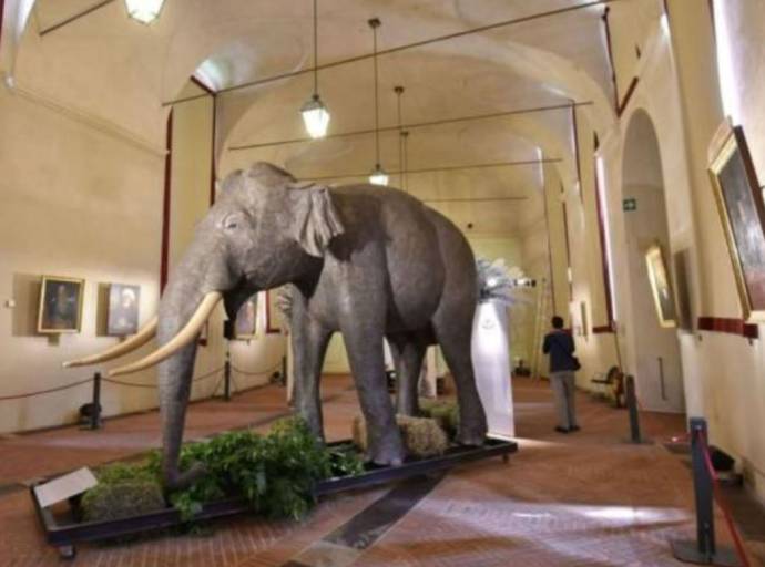 L'elefante Fritz, testimonial d'eccezione per la riapertura del Museo Regionale di Scienze Naturali