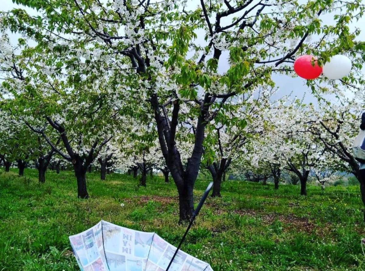 A Pecetto si cammina tra i ciliegi in fiore. Otto chilometri tra natura, bellezza e aggregazione