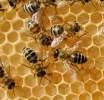 Clima: la vita delle api è sempre più in pericolo. Hanno un ruolo cruciale nella produzione di cibo