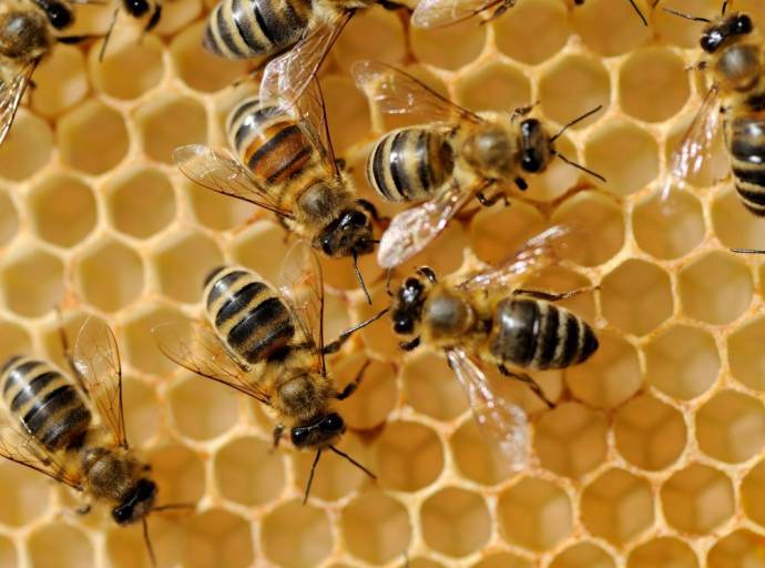 Clima: la vita delle api è sempre più in pericolo. Hanno un ruolo cruciale nella produzione di cibo