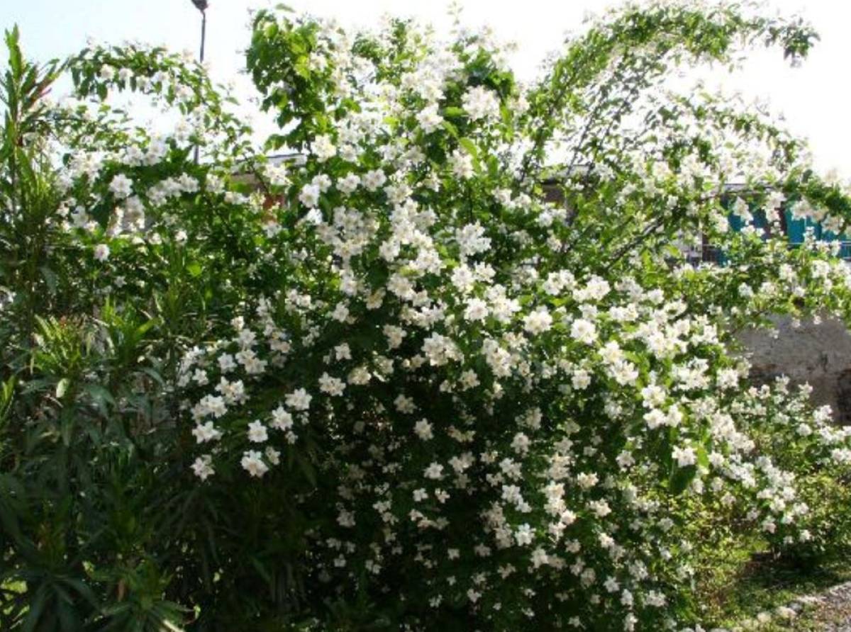 Tutti potremmo fare qualcosa per l'ambiente se avessimo la cultura che la nostra casa è il mondo intero
