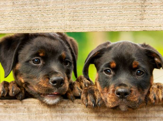 Cosa fare quando un cucciolo entra nella nostra casa e... nella nostra esistenza e nella nostra famiglia?