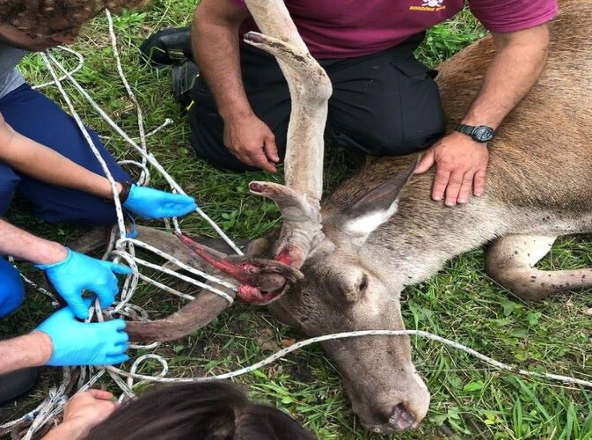 Duecentottanta, nel 2024, gli interventi per il salvataggio di animali selvatici. Città metropolitana rinnova la convenzione con il CANC