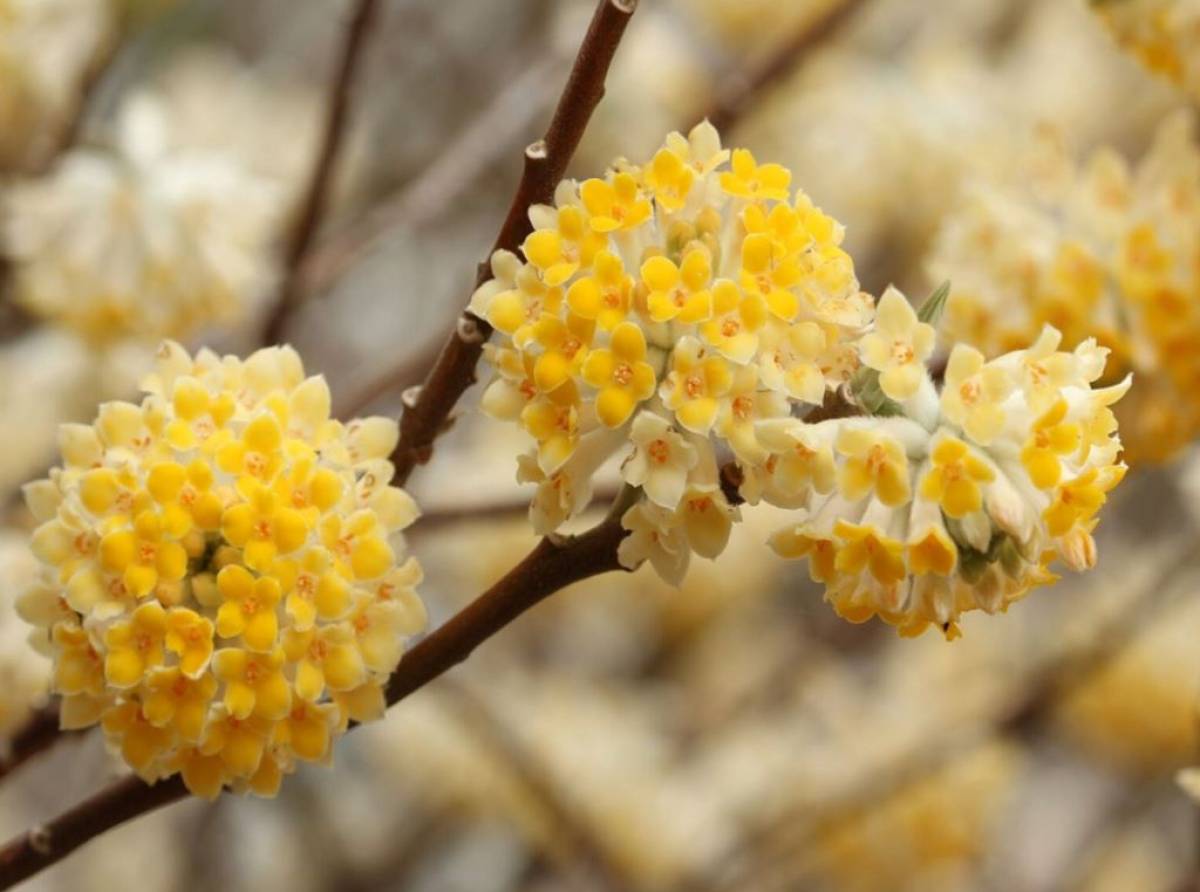Prime prove di primavera... La Edgeworthia chrysantha o "bastone di San Giuseppe" fiorisce già a fine gennaio inizio febbraio