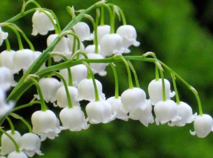 Il profumo dei mughetti. Ricordi che riaffiorano riportando il dolore per l'assenza di una persona molto amata