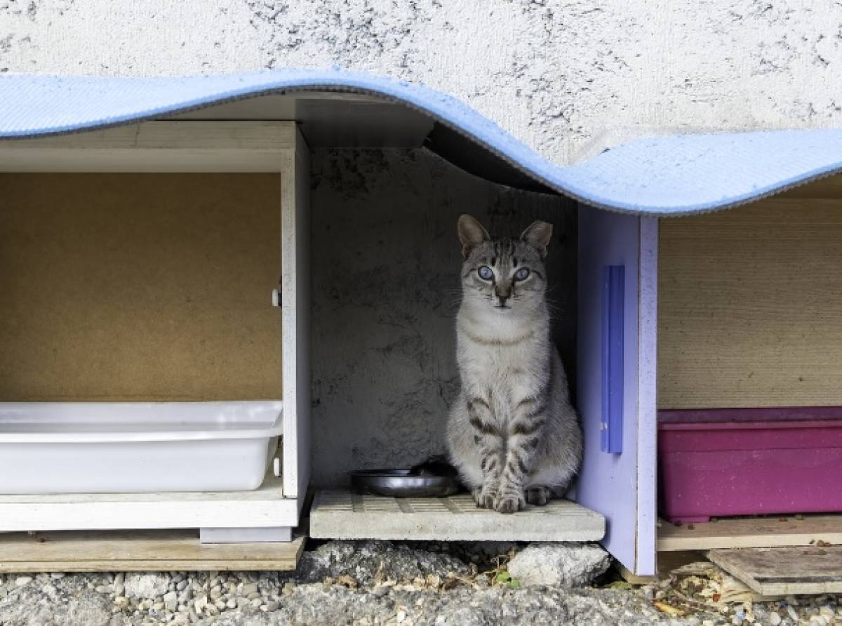 La convivenza tra gatti e cittadini passa attraverso la tutela delle colonie feline: nuova convenzione tra Comune ed Enpa 