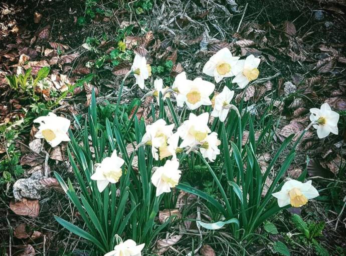 Il risveglio della natura: l’infinita magia della primavera.  Emozioni, colori e nuove energie cui dedicarsi