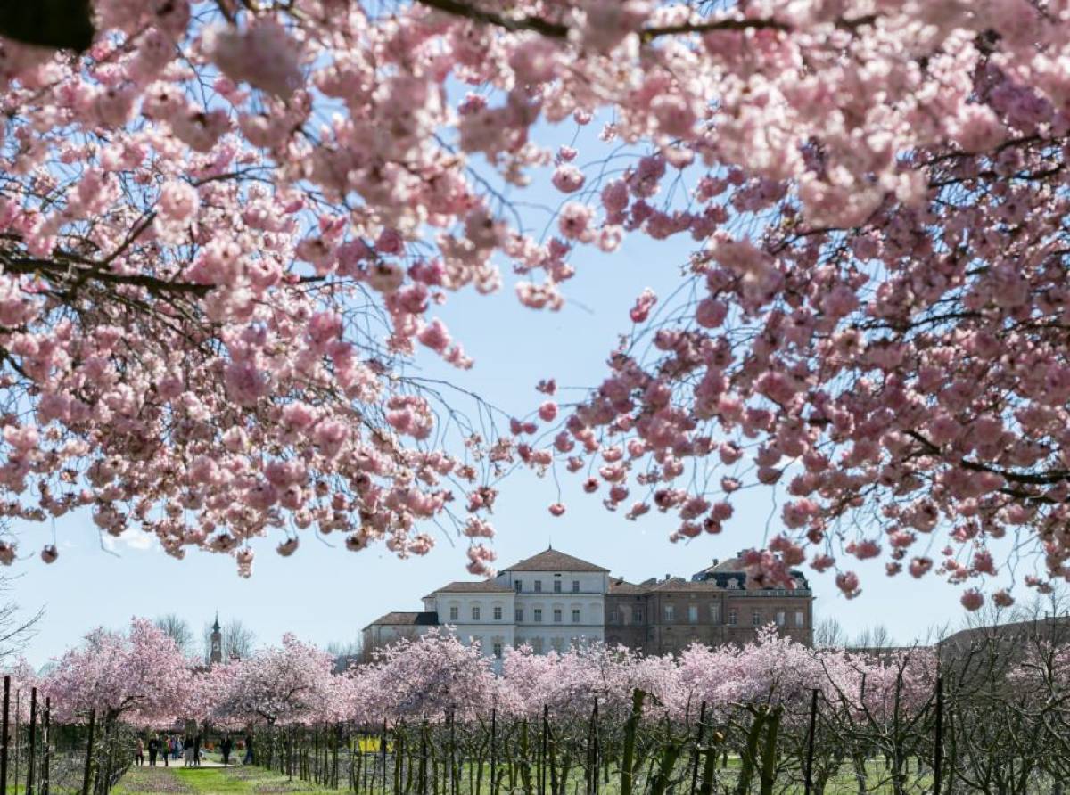 La primavera sboccia alla Reggia di Venaria: un’esplosione di colori ed eventi tra natura, musica e benessere