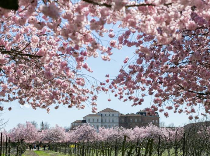 La primavera sboccia alla Reggia di Venaria: un’esplosione di colori ed eventi tra natura, musica e benessere