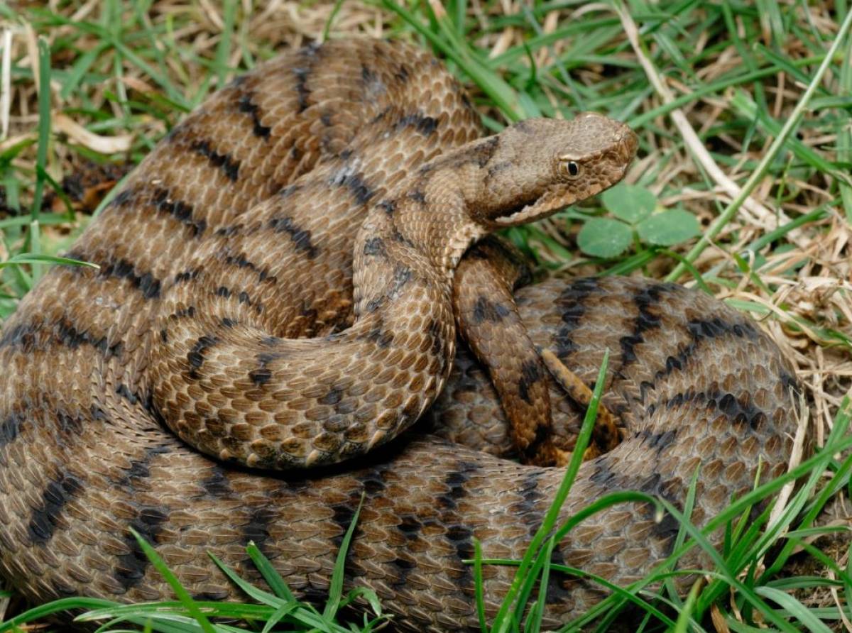 Vipere e bisce: paura sì, ma con consapevolezza. La maggior parte delle specie in Italia sono innocue